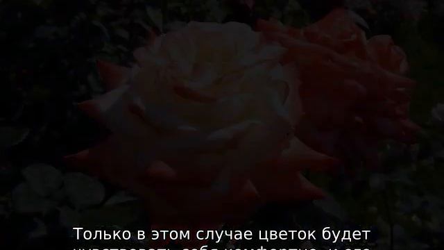 Роза Свитнесс смотреть онлайн