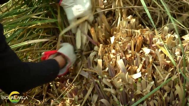 Cortaderia selloana pulizia primaverile смотреть онлайн