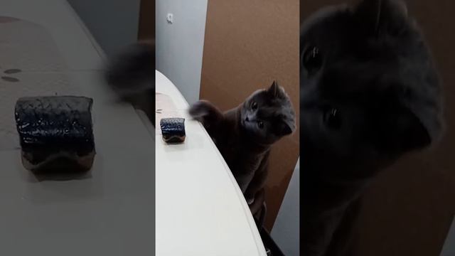 БРИТАНСКАЯ КОШКА ПЫТАЕТСЯ ЕСТЬ СЕЛЁДКУ)) смотреть онлайн