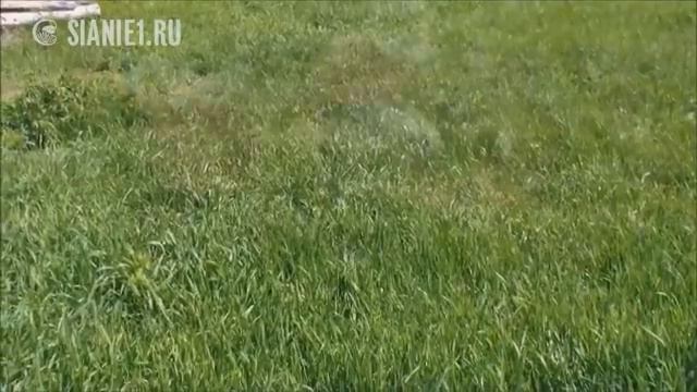 Сад мечты за три года смотреть онлайн