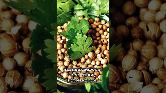 кориандр и кинза это одно и тоже и всё таки разное ☝ смотреть онлайн