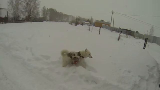 Белая лайка шерп) смотреть онлайн