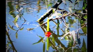 Рыбалка на крупного карася. Очень много карася, будет ли брать? Проверим! Поплавок крупным планом.