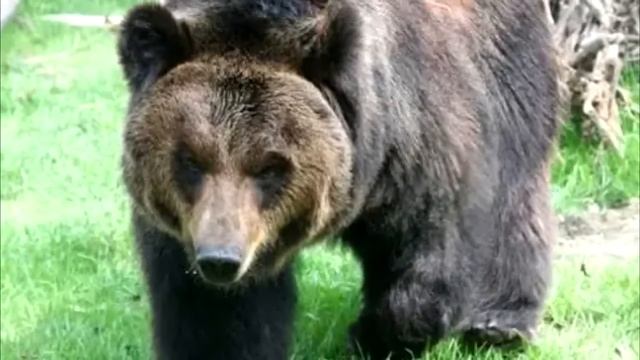 Медведь носил стальную рубашку много лет. Вот что произошло, когда его освободили