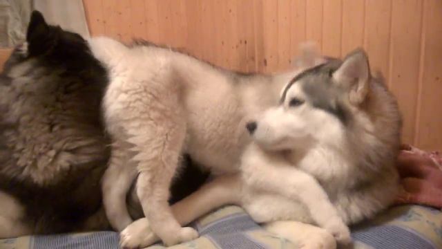 Щенок Хаски играет со взрослыми Хаски смотреть онлайн