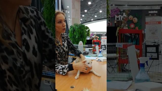 Экстремальный сиамский кот на выставке. смотреть онлайн