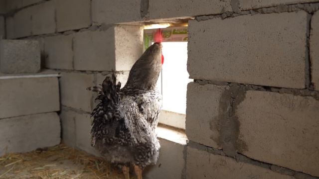 CHILYAV. Male Pilaf With Quails BIG CHEF Cooks