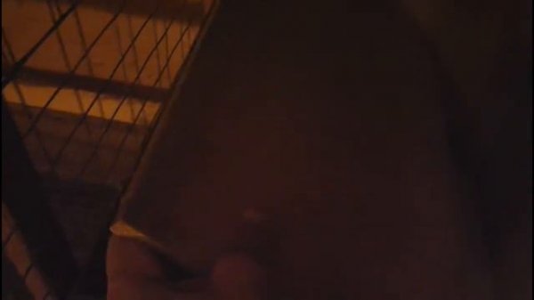 Зимний курятник, клеточное содержание