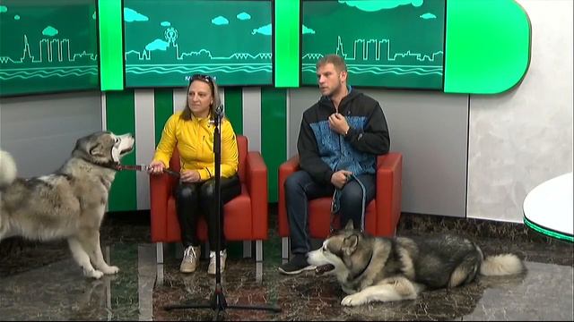 Гости на Радио 2. Алёна и Юлиан, организаторы клуба ездового спорта "Стая Амура". смотреть онлайн
