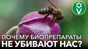 ПОЧЕМУ БИОПРЕПАРАТЫ УБИВАЮТ ДО 200 ВРЕДНЫХ НАСЕКОМЫХ, но безопасны для человека, червей и пчел?