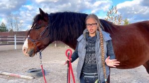 Почему лошадь боится?  Часть 1. Психология страха лошади. #конюшня #конныймир