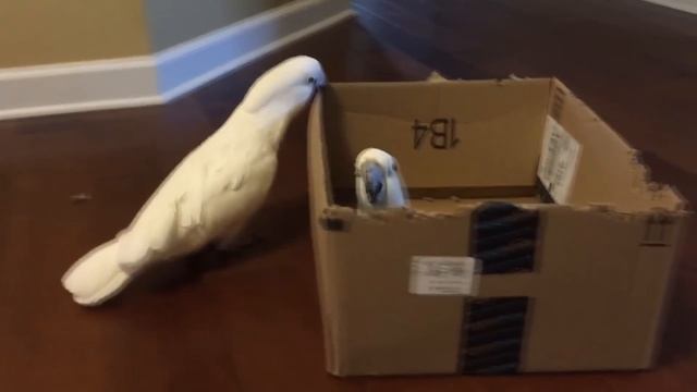 Funny Parrots Going Crazy - Cutest Parrots Compilation 2020 #2