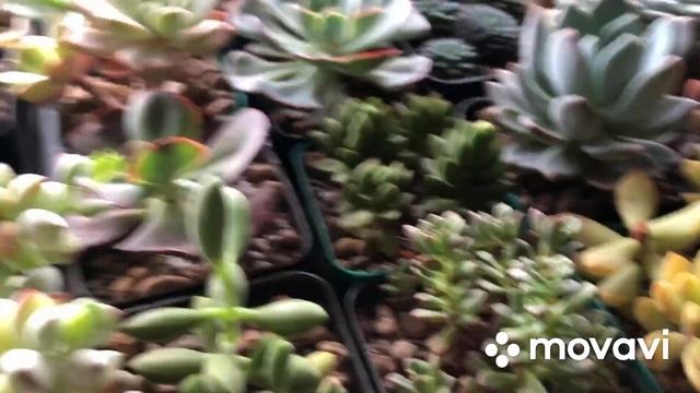 Мои «Эхеверии» Кто тянется и кто нет… смотреть онлайн