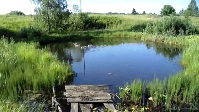 Гусята плавают на озере! смотреть онлайн