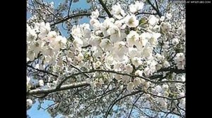 Ради вечной любви (сказка о любви, читает автор)