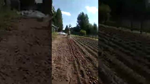 мотоблок Калуга патриот без "М" переделанный шкив и картофелекопалка Нева смотреть онлайн