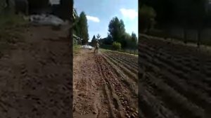 мотоблок Калуга патриот без «М» переделанный шкив и картофелекопалка Нева
