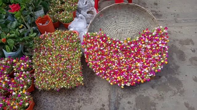 Gardenia Flower Princes Flower Poinsettia Flower Bleeding Heart Flower Plant At Bagbazar Sakher Haa