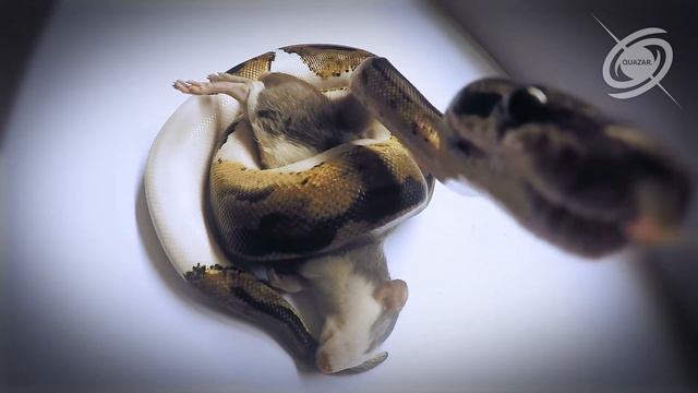 Ball python Moebius camera and video test смотреть онлайн