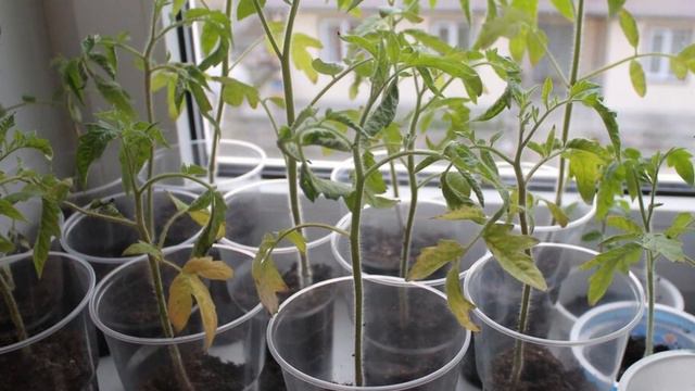 Плохо растет рассада помидор? Сделайте так, и ваша рассада будет КРЕПКОЙ, а урожай БОГАТЫЙ