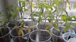 Плохо растет рассада помидор? Сделайте так, и ваша рассада будет КРЕПКОЙ, а урожай БОГАТЫЙ