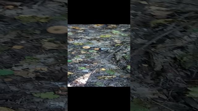 опята смотреть онлайн