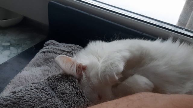 Просто милая кошка! смотреть онлайн