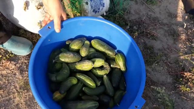 Второй урожай огурцов #4. Результат посадки огурцов двумя способами. Мой опыт. смотреть онлайн