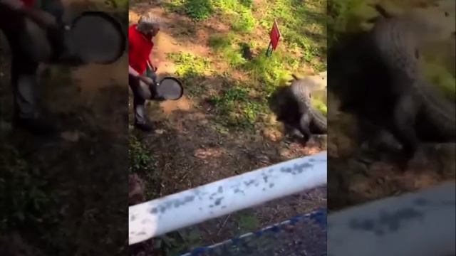 Смешные видео приколы.mp4 смотреть онлайн