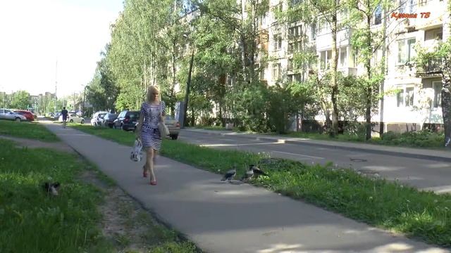 Ворона кормит птенцов.. смотреть онлайн