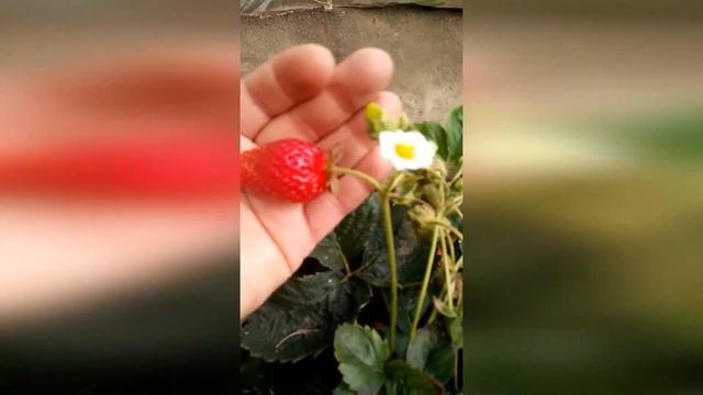 Клубника Елизавета (август, часть 1) смотреть онлайн