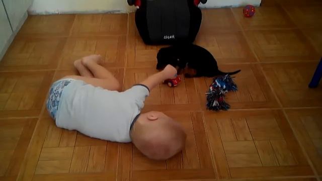 укладывает собаку спать смотреть онлайн