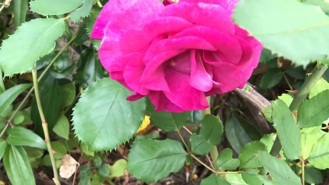 Rosier à grandes fleurs hybride de Thé 'Violette Parfumée®' Ka nature l'a gâtée. смотреть онлайн