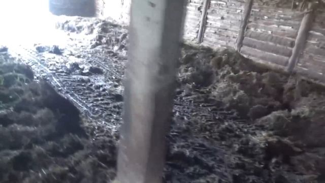 Начал чистить в сарае навоз. Одну половину уже почистил. смотреть онлайн