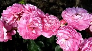 Обзор: Роза - Тсукиёми  Японка