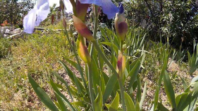 Ирисы (петушки) светло-фиолетовые с нежной белой серединкой на лепестках смотреть онлайн