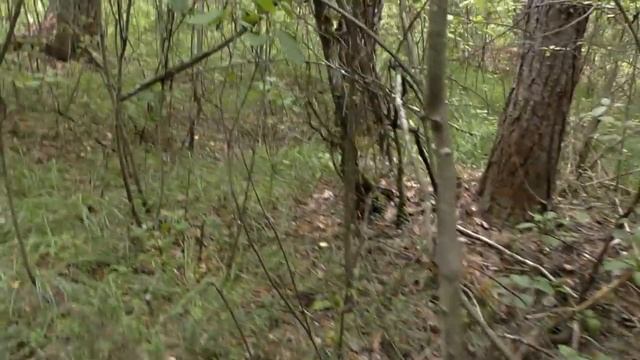 Аномальный Лес. Заблудился в Чаще. В ПОИСКАХ ПРИЗРАКА смотреть онлайн