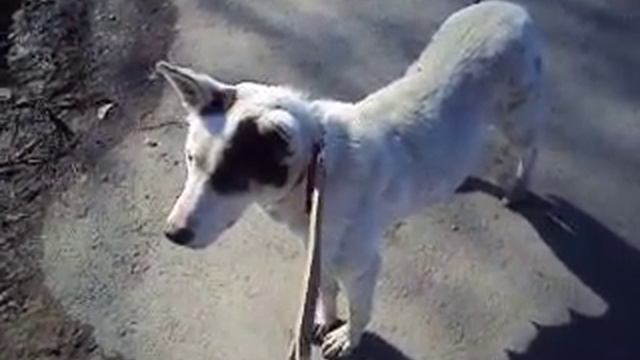 Найка по дороге в ветклинику, Ревда смотреть онлайн