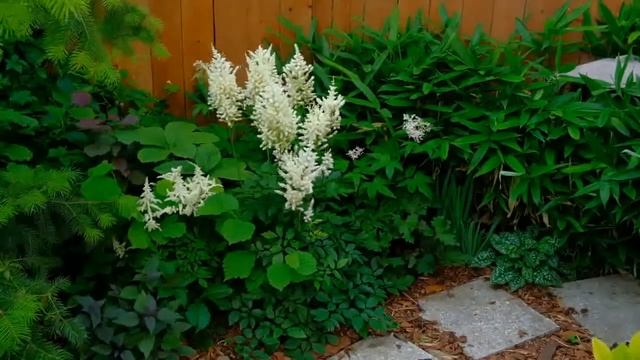 Цветение Астильбы смотреть онлайн