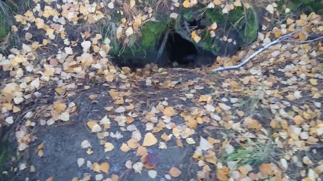 ВСЛ Тимур (за барсуком) смотреть онлайн