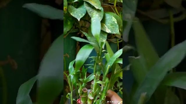 How To Care Lucky Bamboo ? Indoor Plants #lucky_bamboo #Dracaena