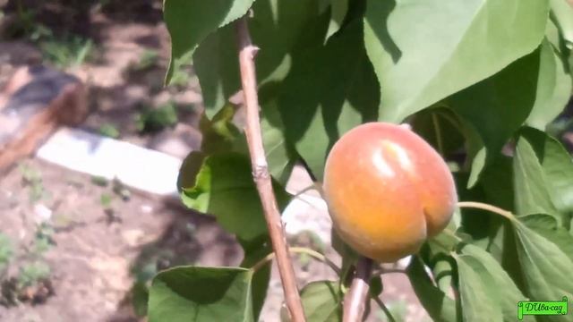 Абрикос Цунами.Vip места для Vip сортов, Астрахань 2022г. смотреть онлайн