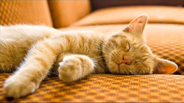 Расслабляющая колыбельная для кота и котенка ?? (со звуками кошачьего мурлыканья) - 1 ЧАС смотреть онлайн