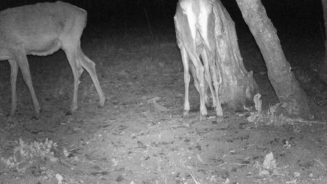Новый солонец. Наконец-то олени. Новое стадо свиней.