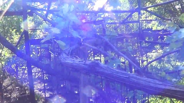 Галбена Ноу после заморозка. Виноград 2017. смотреть онлайн