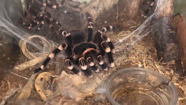 Позирует позёрша Acanthoscurria Geniculata смотреть онлайн