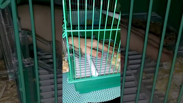 Приручение волнистого попугая #день 1 смотреть онлайн