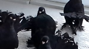 Статные голуби | Андрея Г.