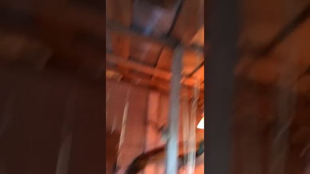 Павлины в -35 градусов в Московской области