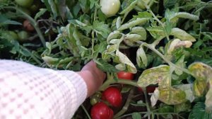 НАДО БЫЛО ДАВНО ЭТО СДЕЛАТЬ С НИМИ!СТРОЙКА,СБОР УРОЖАЯ!СОБИРАЕМСЯ В ШКОЛУ!ЖИЗНЬ В ДЕРЕВНЕ!